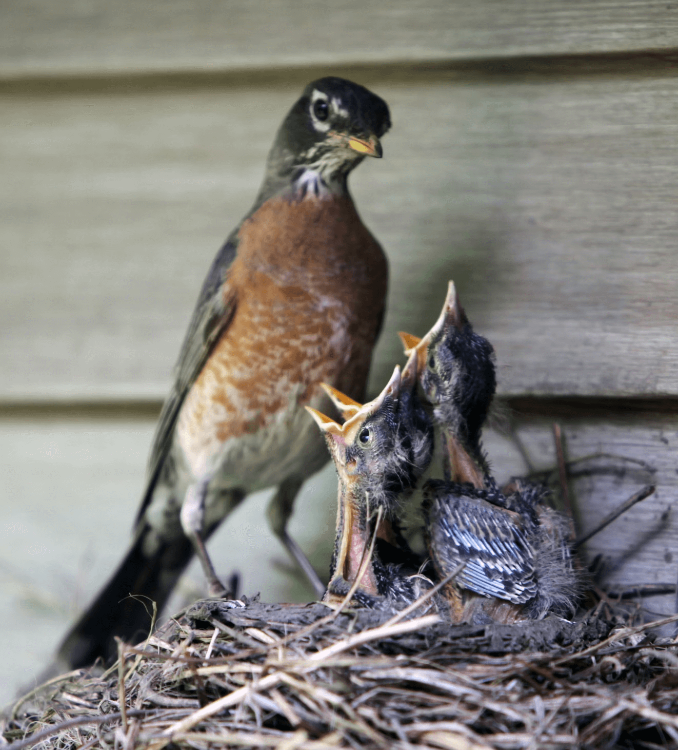 Nurturing the Caregiver: Building Strength and Resilience